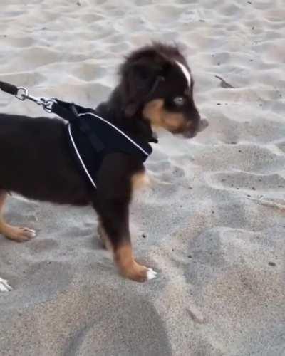 Puppy learning what sand is