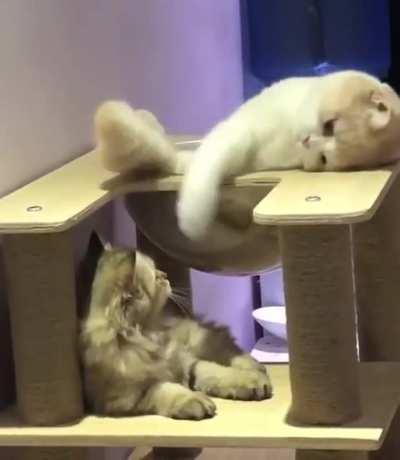 - Hey, what do you have there? - do not touch the tail, better see what kind of stretch I have