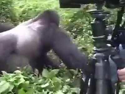 A gorilla's gentle reminder that he could easily kill you.