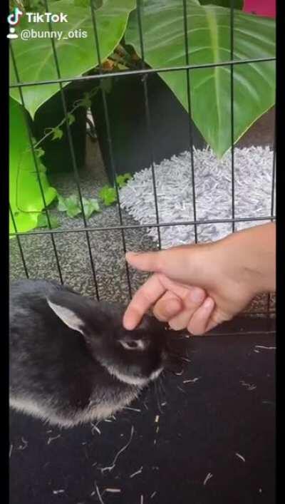 Otis looooves attention