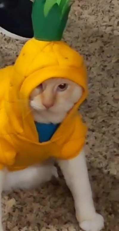 His first Halloween last year.