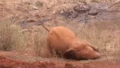 Baby elephant gets wrecked by soccer ball