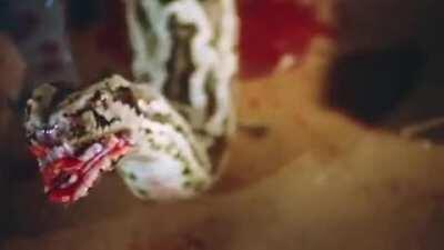 I’m like 99% sure this is how to kill a snake