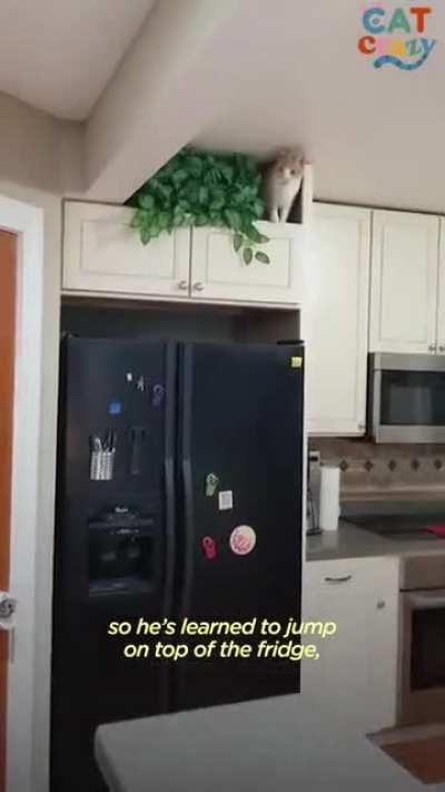 Food obsessed cat send to his 