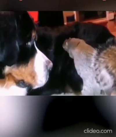 Squirrels hiding food inside dog's fure