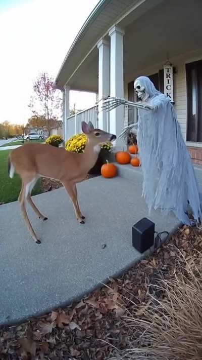 Trick or Treat?🤣❤️