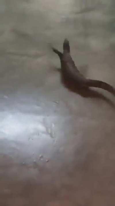 Thought ‘roaches were pests…