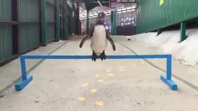 TIL - You can train a penguin to hop..