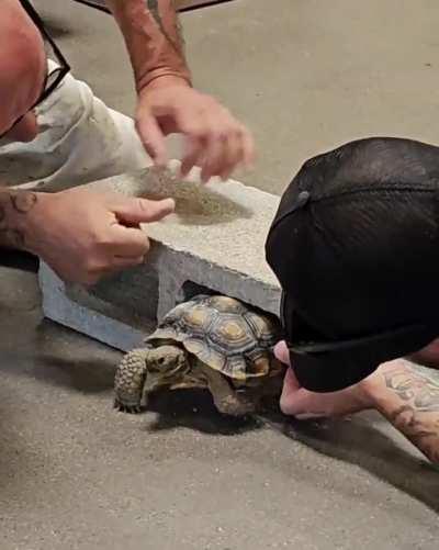 Tortoise got stuck in a cinder block