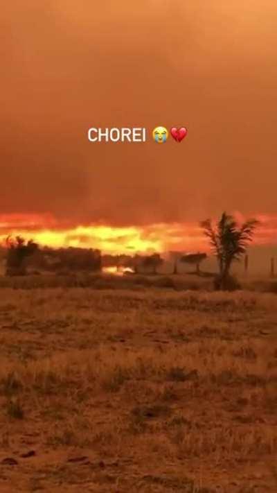 Eu não ando tendo mais forças pra sofrer com o que acontece nesse país. Os animais fugindo do fogo.... sem palavras :(