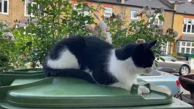 (Not my cat) Salty being a bit salty