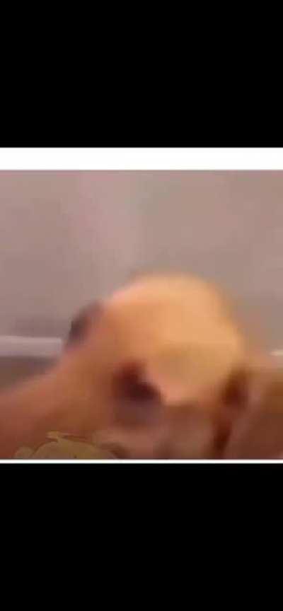 Como perder seu melhor amigo animal