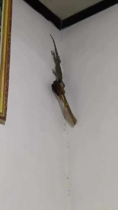 Being Endonesian is hard.