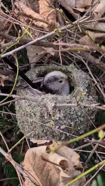 The Long-tailed Tit, a master weaver at work!