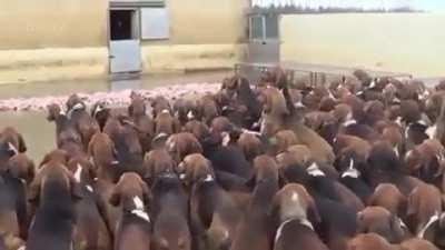 This guy feeding 500 dogs their lunch everyday while they obediently wait for the command.