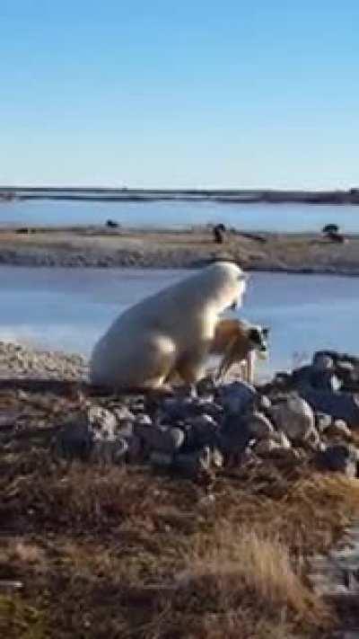Chained doge gets smothered to death by a polar bear