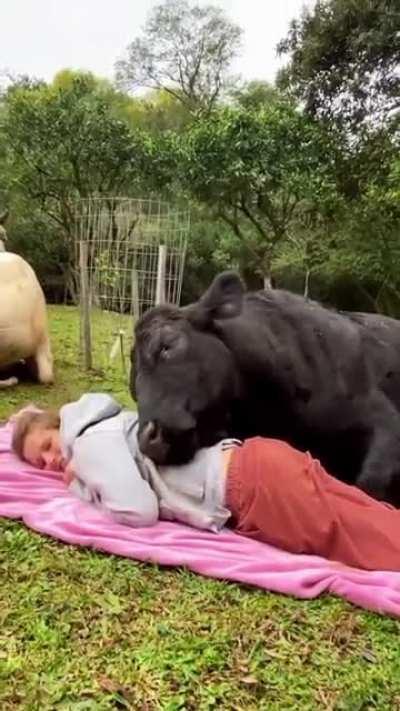 Who'd love to cuddle with this cute cow 🖤