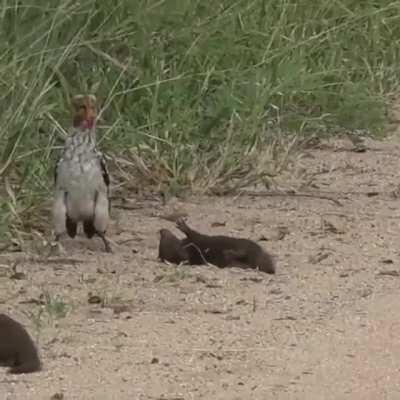 🔥 Dwarf Mongoose playing dead in front of hornbill 🔥