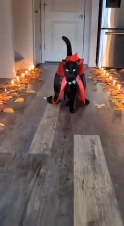 Happy Halloween 🎃