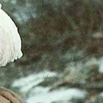 More than just a dream