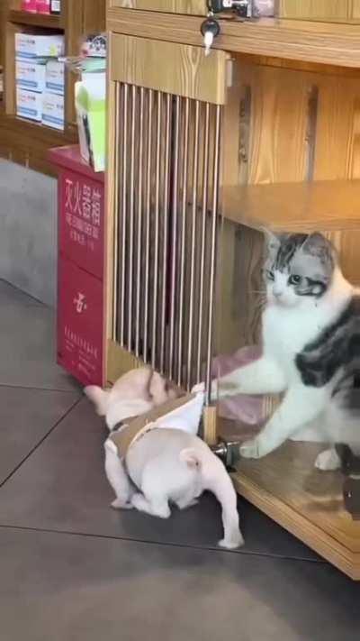 to escape from the cat