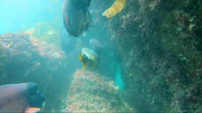 Cruising Laguna Beach with huge California Sheepheads