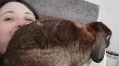 What waking up with a rabbit is like.