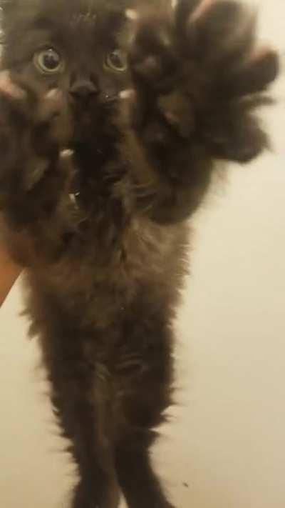 Hangry void drops his numnums