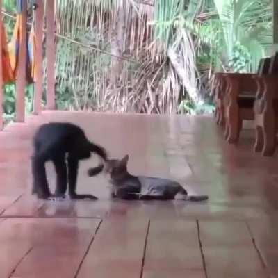 Monkey befriending a cat..