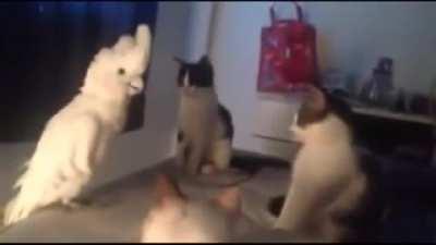 Learning the language to keep their guard down.