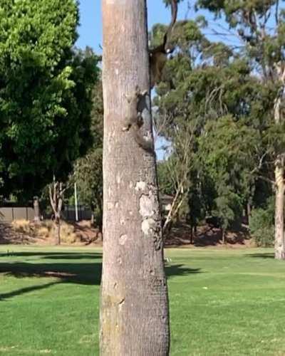 🔥 Close call you lucky squirrel!!