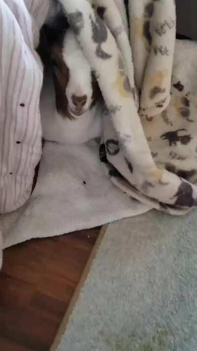 Bernie knows how to be the perfect house guest at For Goat Sake in Utah