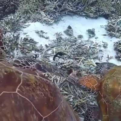 🔥 Sea Turtle bites another ones flipper, gets a slap on the head.