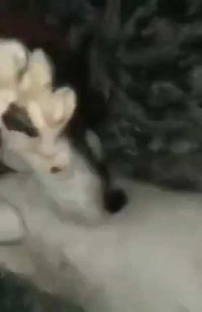 Adolf Kitler (gif)