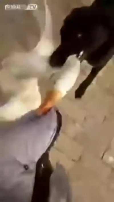 Doggy saves owner from vicious animal attack