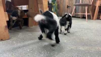 Meet Milk Dud. She is 5 days old, the runt of her litter and finally started hopping around!