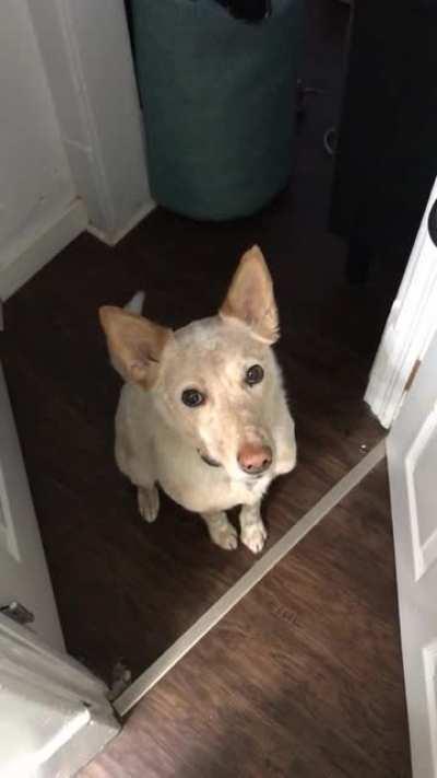 Doggo's polite and subtle implication that he is interested in going for a walk