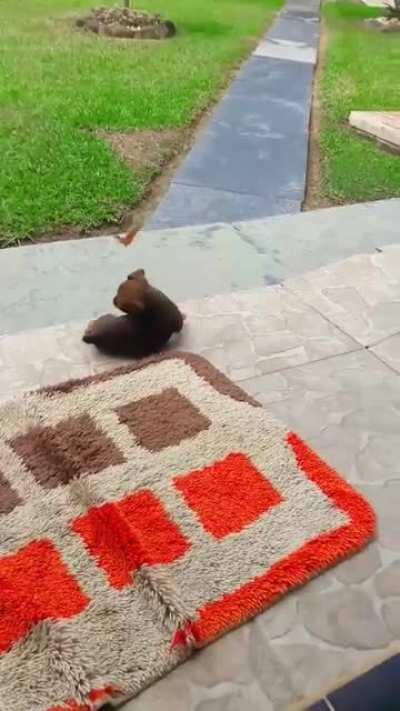 This puppy playing with a butterfly is the purest thing I've ever seen in my life
