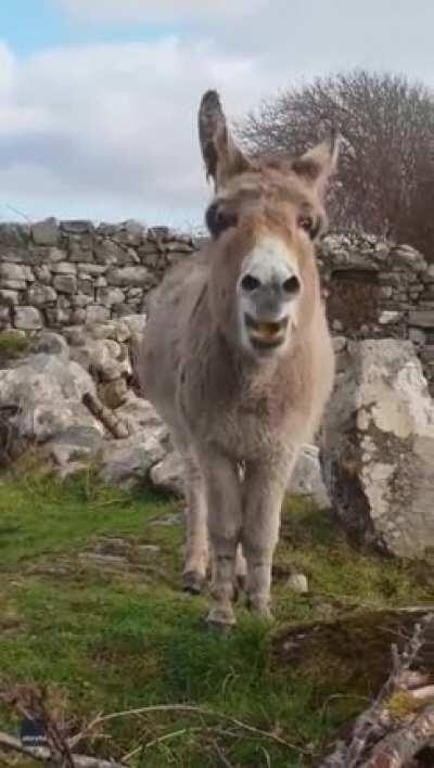 A talented donkey