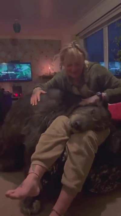 Absolute unit of an Irish Wolfhound