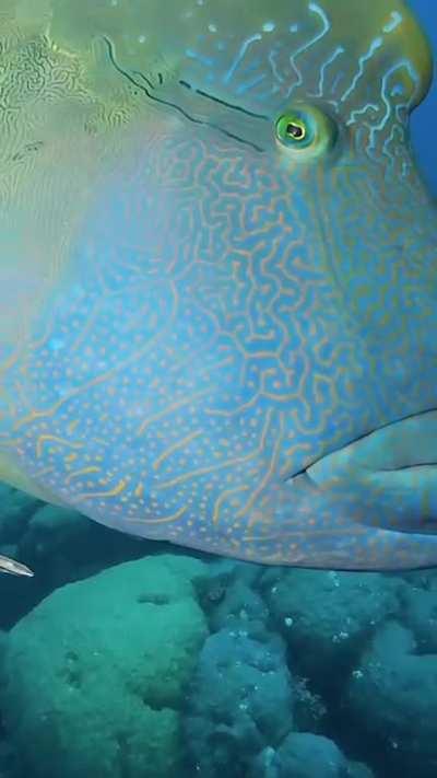 Napoleon fish , resident of coral reefs…