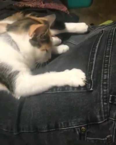 I like big butt's and I can not lie.