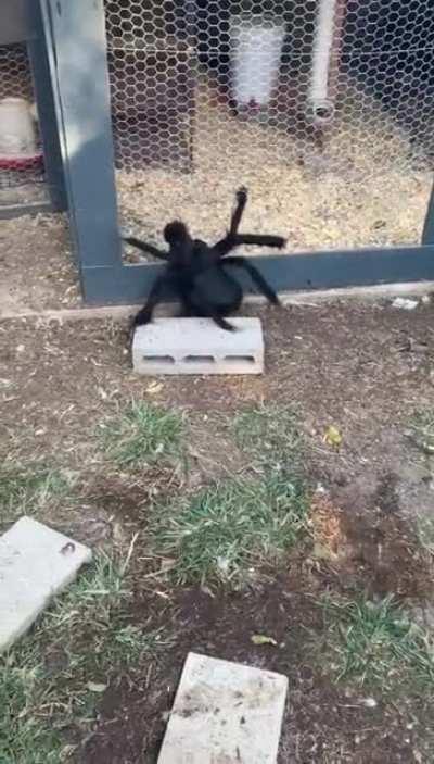 Хеллоуинское