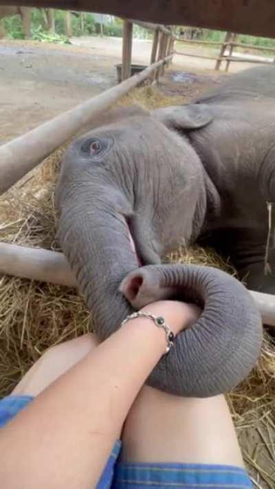 Baby elephant holding caretaker's hand while falling asleep