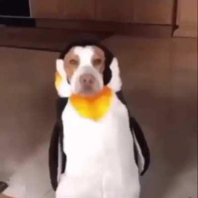 What…. What the d-dog doin??