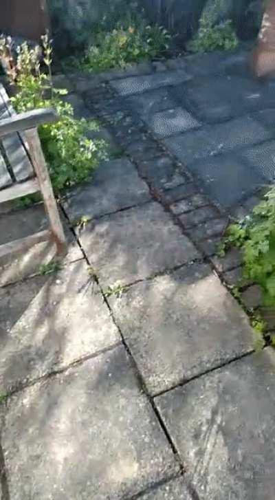 My Nan adopted a new cat, the shelter said 