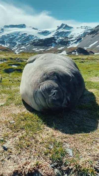 Sneezy Seal