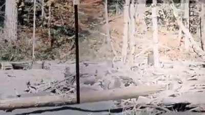 Somebody stabilized the Bigfoot vid from way back when