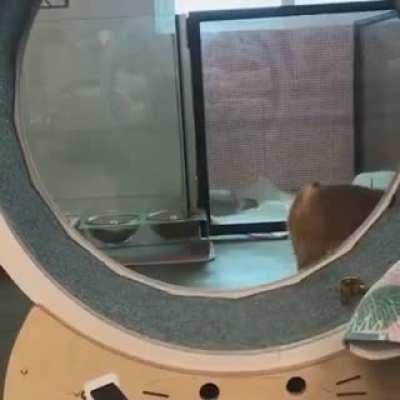 Stoopdid prize 'Cat edition'- I wonder what would happen if I shit on the treadmill and then tried to outrun the pile of shit