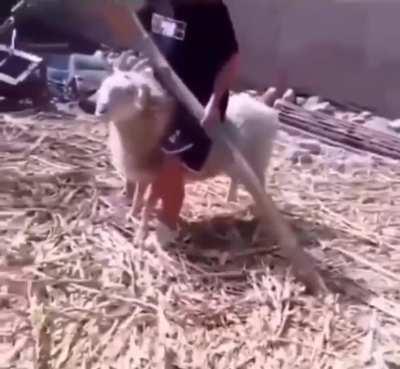 Let's ram a man from behind